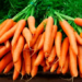 Earning Extra Income From Carrot Farming 5 Earning Extra Income From Carrot Farming