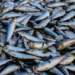 Stakeholders Task Bwari Fish Farmers On Maximising Opportunities