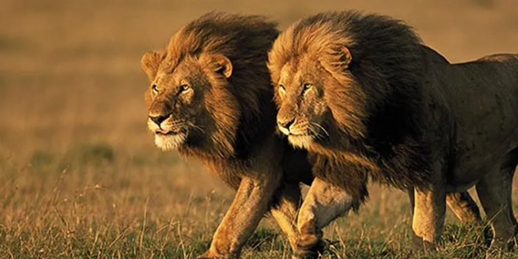 lions