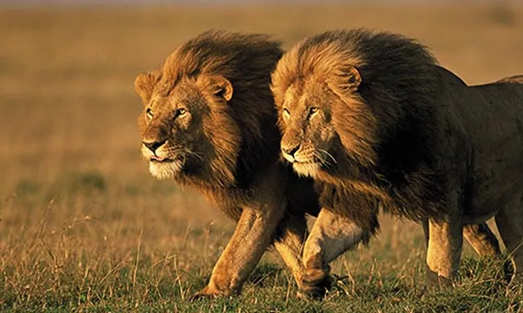 lions