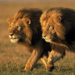 Group Urges Protection Of Lions In West Africa