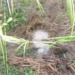 JUST-IN: Fresh Oil Spill Occurs In Rivers Community