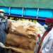 Customs Intercepts Donkey Skin In Adamawa 5 Customs Intercepts Donkey Skin In Adamawa