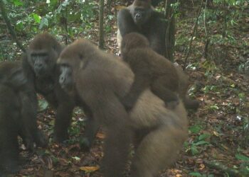 Only 100 Gorillas Remain In Nigeria – Group