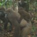 Only 100 Gorillas Remain In Nigeria – Group 5 Only 100 Gorillas Remain In Nigeria – Group