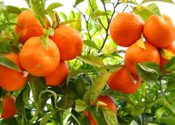 Investing In Tangerine Farming For Profit