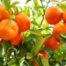 Investing In Tangerine Farming For Profit 5 Investing In Tangerine Farming For Profit