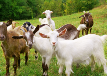 Making Money By Investment In Goat Rearing
