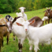 Making Money By Investment In Goat Rearing