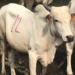 Zamfara Gov’t Orders Closure Of Cattle Markets