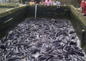 Spurring Devt In Nigeria’s Fishery Sector Through Aquatic Animal Health Strategy