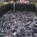 Spurring Devt In Nigeria’s Fishery Sector Through Aquatic Animal Health Strategy