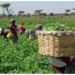 Summit On Sustainable Agriculture Holds In Ado Ekiti 5 Summit On Sustainable Agriculture Holds In Ado Ekiti