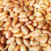 Earning Huge Revenue From Bitter Kola Wholesale Business 5 Earning Huge Revenue From Bitter Kola Wholesale Business