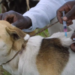 Rabies: FG Urges Yearly Vaccination Of Dogs 5 Rabies: FG Urges Yearly Vaccination Of Dogs