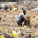 Kano Faces Rise In Open Defecation 5 Kano Faces Rise In Open Defecation