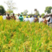 Kebbi Rice Farmers Explain N70m Assistance From Govt