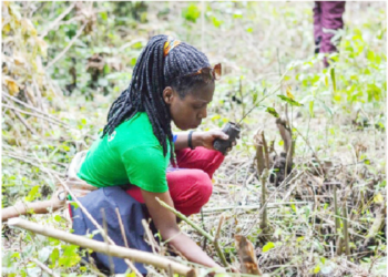 Exploring Green Skills Among Youths For Sustainable Environment