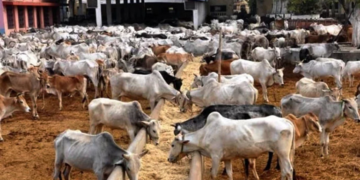 Operators Decry Scarcity, Rising Price Of Livestock Feeds