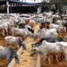 Operators Decry Scarcity, Rising Price Of Livestock Feeds
