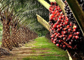 Managerial Crisis, Power Tussle Hindering Optimal Palm Oil Production At NIFOR, Edo Group Laments