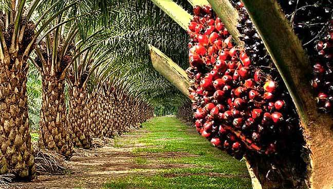 That $600m On Palm Oil Import 1 palm tree