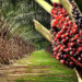 Diamond Stripes Set To Revive Moribund Enugu Palm Oil 5 Managerial Crisis, Power Tussle Hindering Optimal Palm Oil Production At NIFOR, Edo Group Laments
