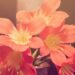Tech & Tulips: The Digital Revolution in Flower Delivery 5 Flower Delivery
