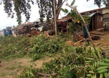 2 Die As Tree Falls On Commuters In Kwara