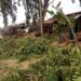 2 Die As Tree Falls On Commuters In Kwara 5 2 Die As Tree Falls On Commuters In Kwara