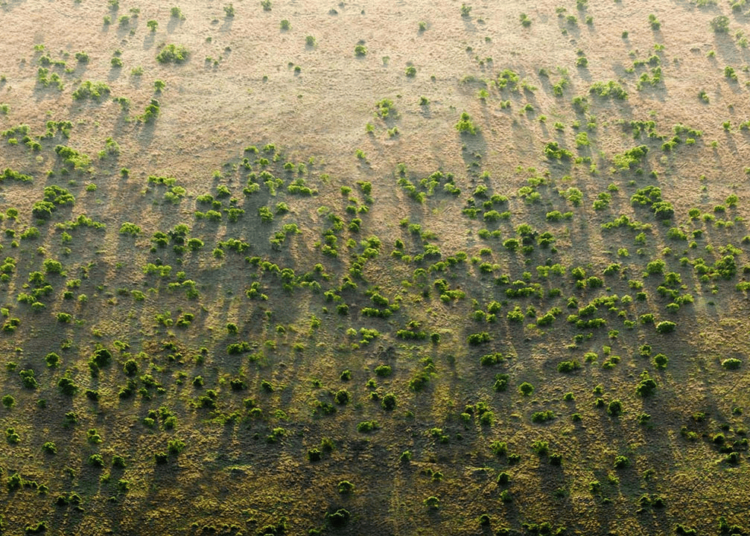 Great Green Wall