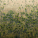 Great Green Wall To Tackle Desertification In Kebbi, Borno, Katsina, Others 5 Great Green Wall To Tackle Desertification In Kebbi, Borno, Katsina, Others