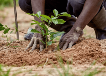 As FCTA Advocates Tree Planting To Combat Climate Change