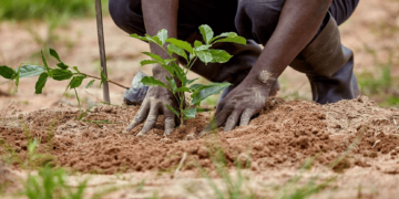 As FCTA Advocates Tree Planting To Combat Climate Change