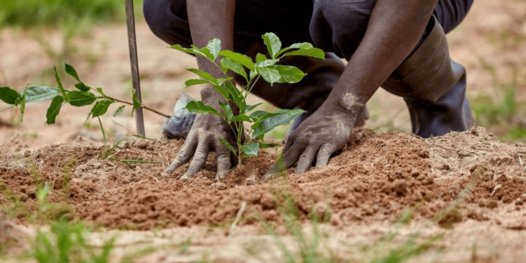Tree Planting As Long-term Investment