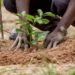 As FCTA Advocates Tree Planting To Combat Climate Change