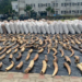 Wildlife Crime: FG Destroys 4 Tonnes Of Seized Pangolin Scales 5 Wildlife Crime: FG Destroys 4 Tonnes Of Seized Pangolin Scales