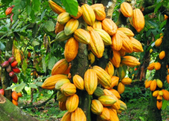 USDA, Farmers Team Up To Upscale Nigeria’s Cocoa Value Chain
