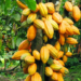 USDA, Farmers Team Up To Upscale Nigeria’s Cocoa Value Chain 5 USDA, Farmers Team Up To Upscale Nigeria’s Cocoa Value Chain