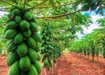 Making Extra Income  From Pawpaw Farming