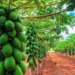 Making Extra Income From Pawpaw Farming 5 Making Extra Income From Pawpaw Farming