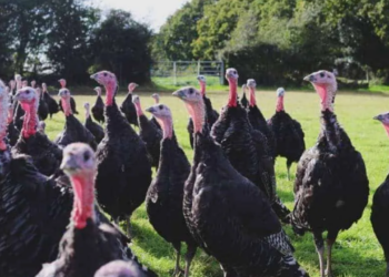 Investing In Turkey For Christmas