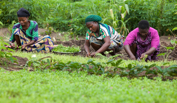 Federal Govt Targets 500,000 Smallholder Farmers In South-South With New Agric Initiative 1 Women farmers