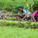 Concerns Over Food Security As Kwara Varsity Trains Women Farmers On Climate Change Mitigations