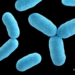 Diphtheria: Yobe Records 117 Deaths, 1,796 Cases
