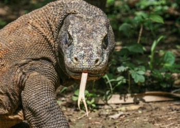 Komodo Dragon: What You Should Know About World’s Largest Lizard