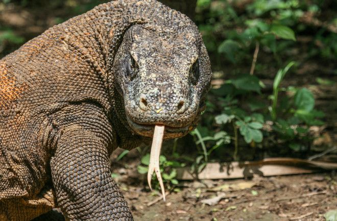 Komodo Dragon: What You Should Know About World's Largest Lizard 1 komodo dragon