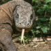 Komodo Dragon: What You Should Know About World's Largest Lizard 5 Komodo Dragon: What You Should Know About World’s Largest Lizard