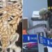 6 Nigerians Arrested For Ingesting Cocaine In Brazil 5 6 Nigerians Arrested For Ingesting Cocaine In Brazil