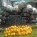 Customs Intercepts N924m Contrabands, Hard Drugs On Lagos Waterways